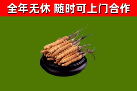 平凉烟酒回收冬虫夏草.jpg